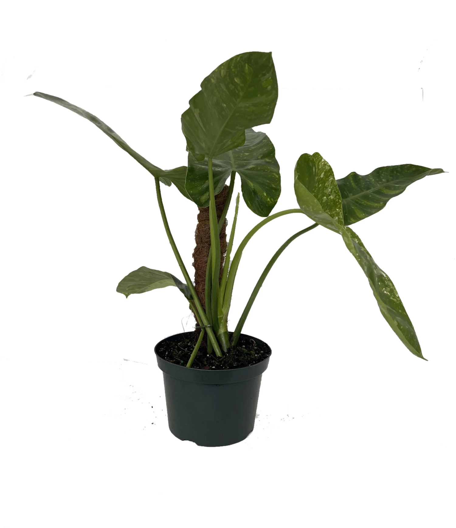 Rare Large Jose Buono Philodendron - 8" Pot With Totem Pole - Image 2