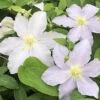 Riviera Clematis Vine - Powder Blue - 2.5" Pot