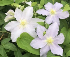 Riviera Clematis Vine - Powder Blue - 2.5" Pot