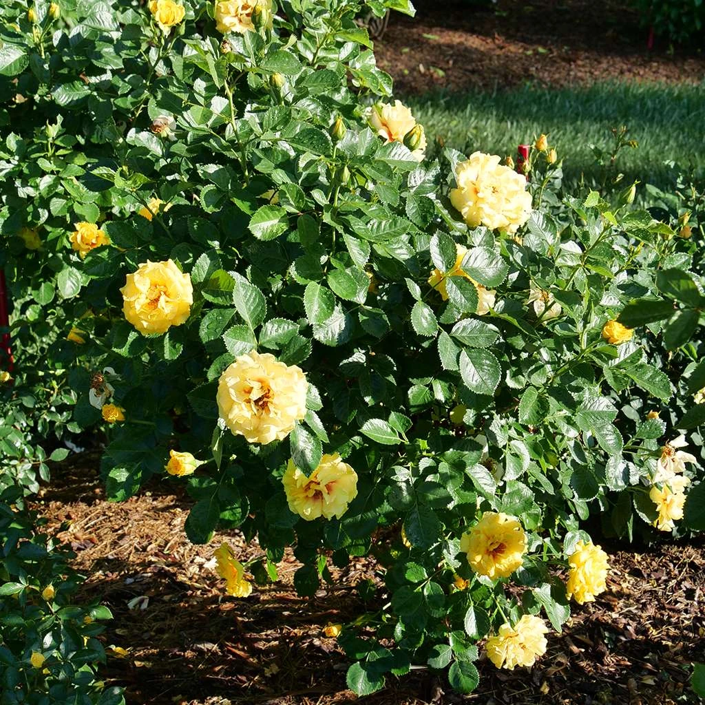 Rise Up™ Ringo® Climbing Rose - Proven Winners - 4" Pot - Image 2