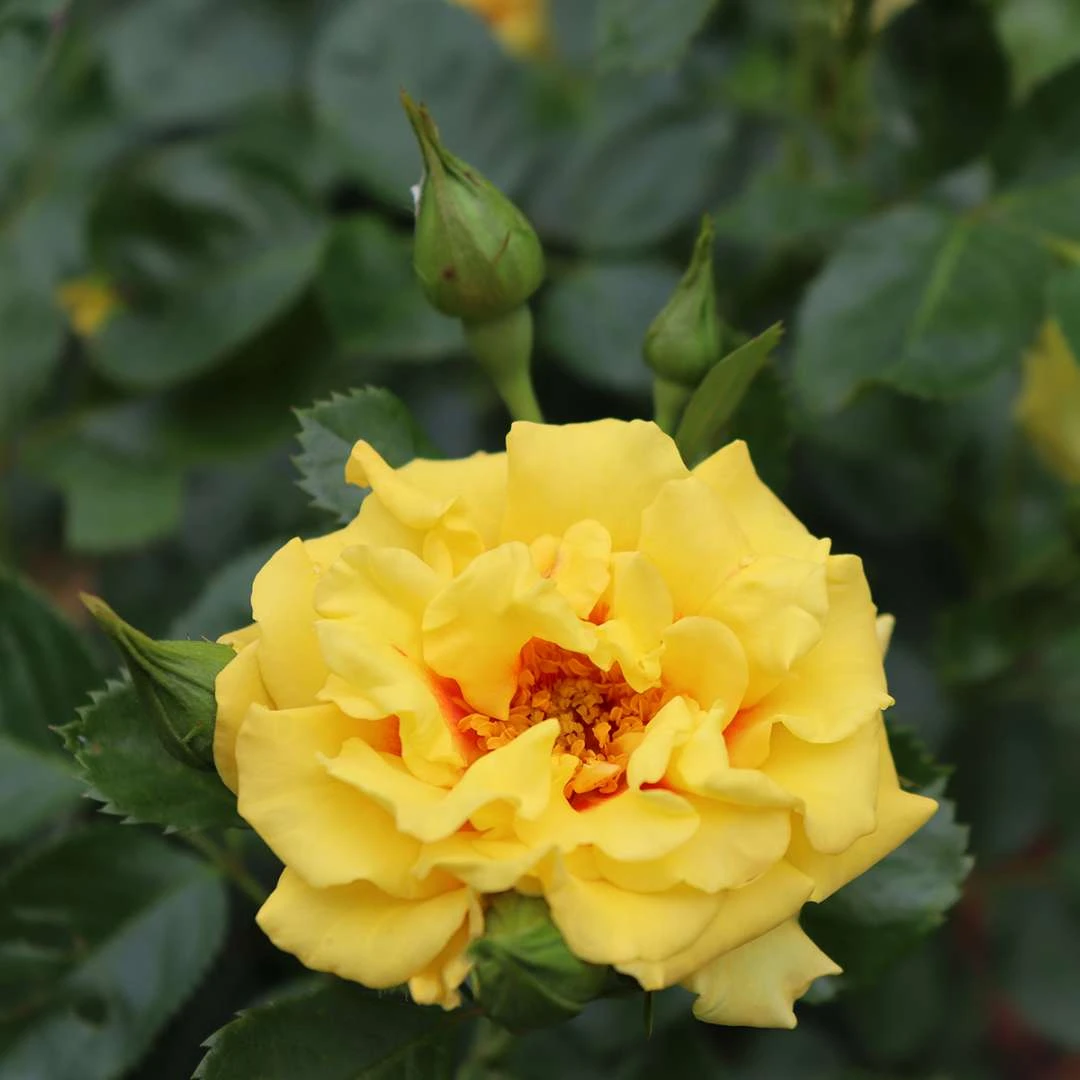 Rise Up™ Ringo® Climbing Rose - Proven Winners - 4" Pot - Image 4