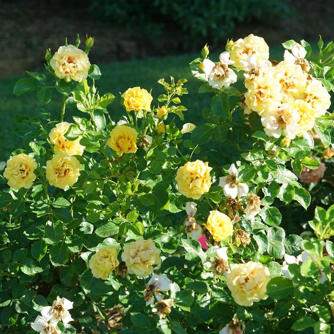 Rise Up™ Ringo® Climbing Rose - Proven Winners - 4" Pot - Image 3