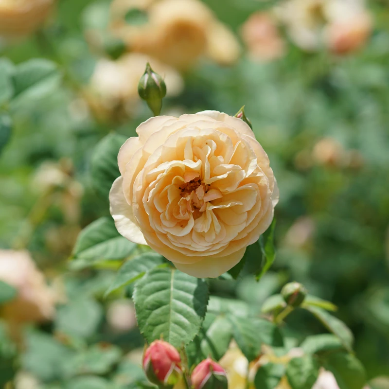 FLAVORETTE⢠Honey-Apricot Rose - Proven Winners - 4" Pot - Image 3