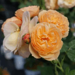 FLAVORETTE⢠Honey-Apricot Rose - Proven Winners - 4" Pot