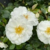 OSO EASY ICE BAY™ Landscape Rose - Proven Winners - 4" Pot