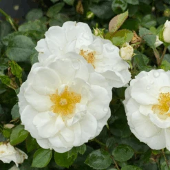 OSO EASY ICE BAYâ„¢ Landscape Rose - Proven Winners - 4" Pot