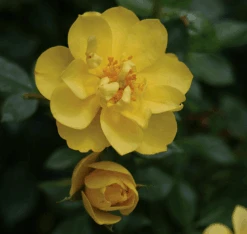 OSO EASY® Lemon Zest Rose - Rebloomer- Proven Winners- 4" Pot