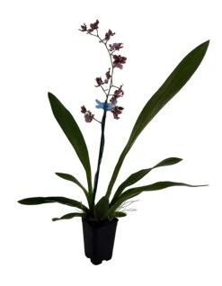 Ruth's Rainbow Over The Rainbow Orchid - Oncidium - 2" Pot - Collector Orchids