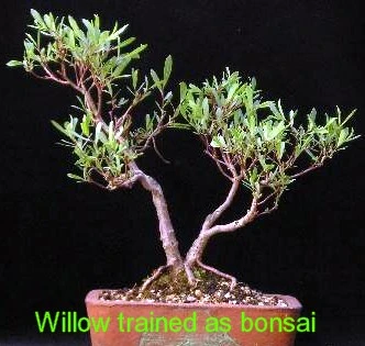 Hakuro Nishiki Japanese Dappled Willow - Bonsai/Outdoors - 4" Pot - Image 3