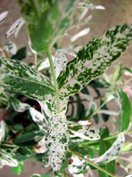 Hakuro Nishiki Japanese Dappled Willow - Bonsai/Outdoors - 4" Pot - Image 2