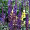Caradonna Blue Salvia - Meadow Sage - Dark Purple - Hardy - Quart Pot