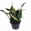 Compact Black Gold Snake Plant -Sanseveria- Impossible To Kill! - 6" Pot