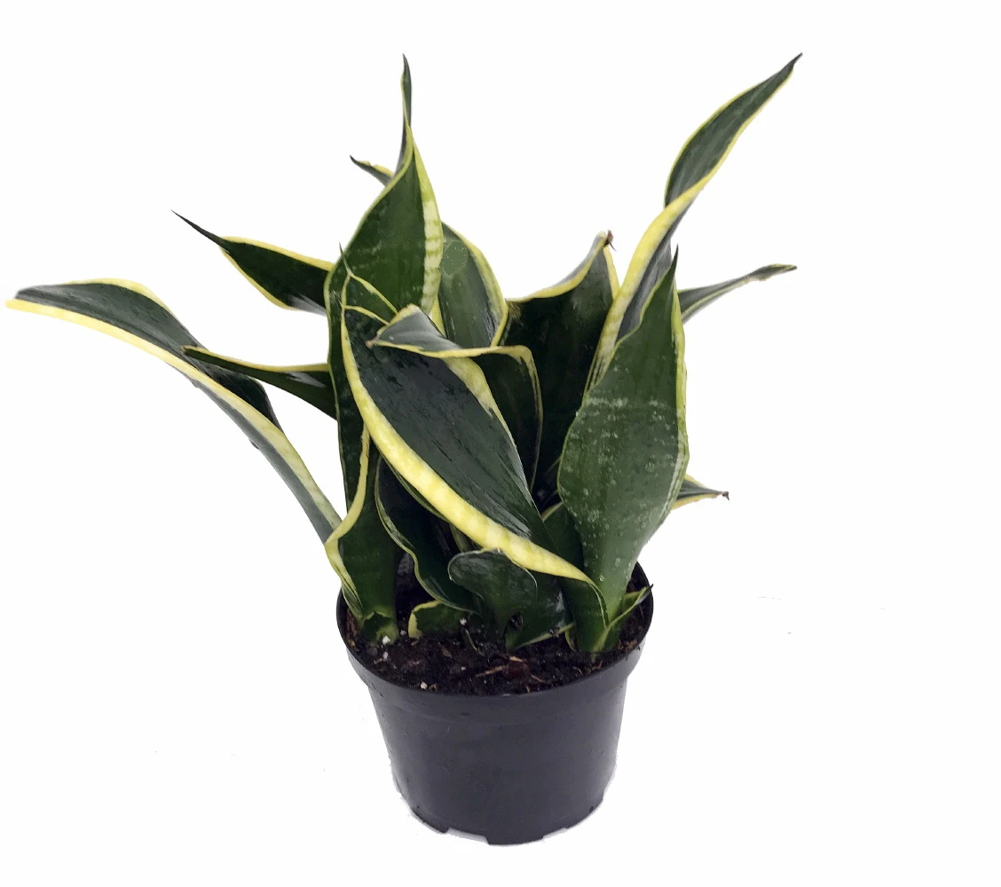 Compact Black Gold Snake Plant -Sanseveria- Impossible To Kill! - 6" Pot