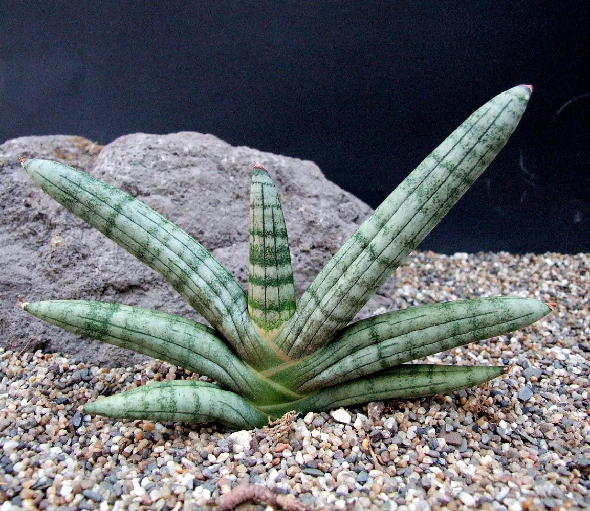 Rare Boncel Starfish Snake Plant -Sanseveria- Almost Impossible To Kill - 6" Pot - Image 2