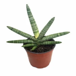 Rare Boncel Starfish Snake Plant -Sanseveria- Almost Impossible To Kill - 6" Pot