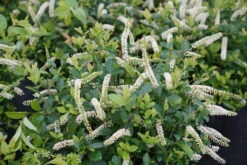 Scentlandia® Sweetspire - 4" Pot - Itea - Proven Winners
