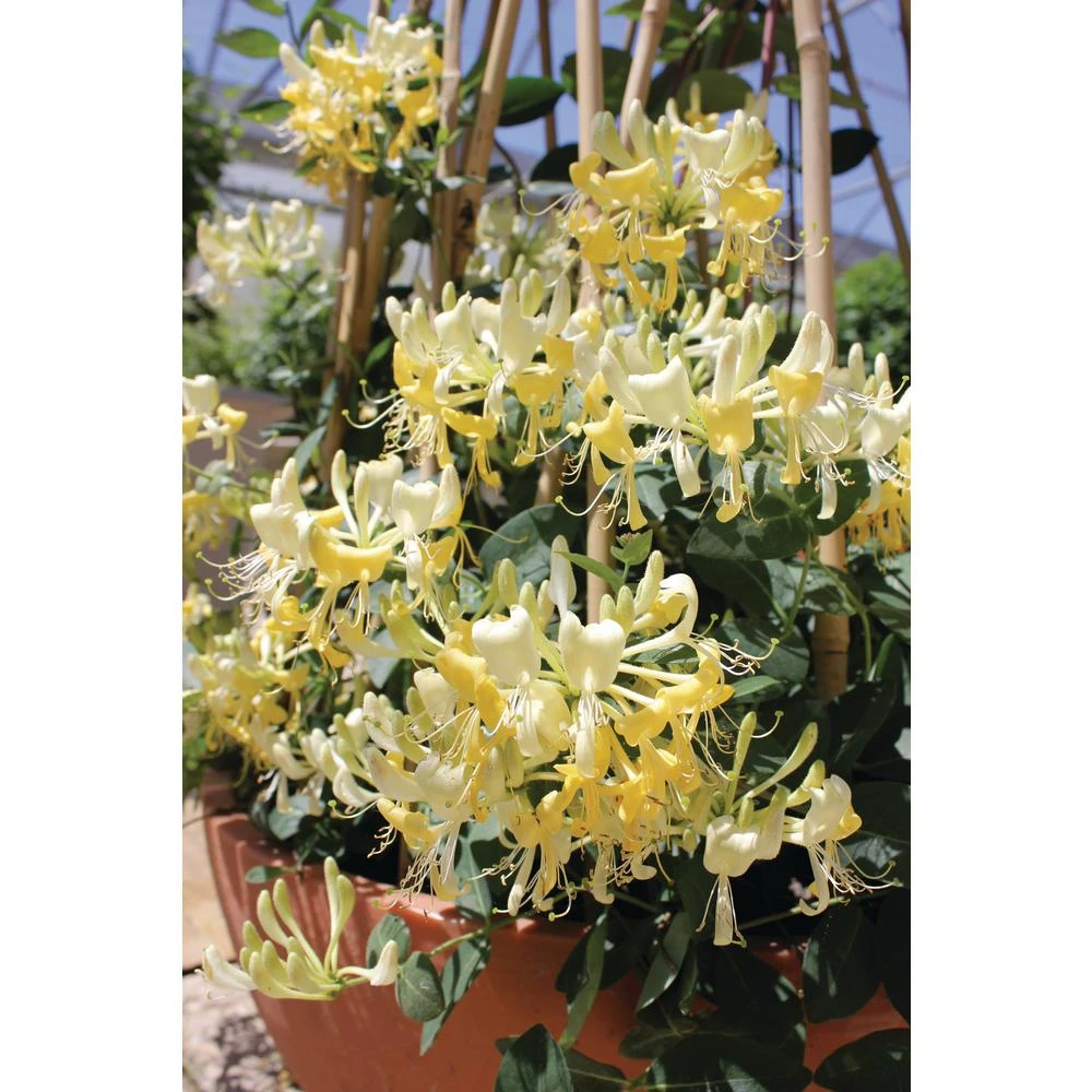 Scentsation Honeysuckle - Proven Winner - Lonicera - Very Fragrant - 4" Pot - Image 4