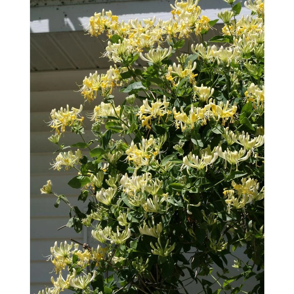 Scentsation Honeysuckle - Proven Winner - Lonicera - Very Fragrant - 4" Pot - Image 3