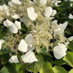 FLIRTY GIRL⢠False Hydrangea - 4" Pot - Schizophragma - Proven Winners