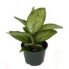 Selby Queen Of Hearts Plant - Homalomena - Collector's Series - 6" Pot