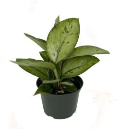 Selby Queen Of Hearts Plant - Homalomena - Collector's Series - 6" Pot