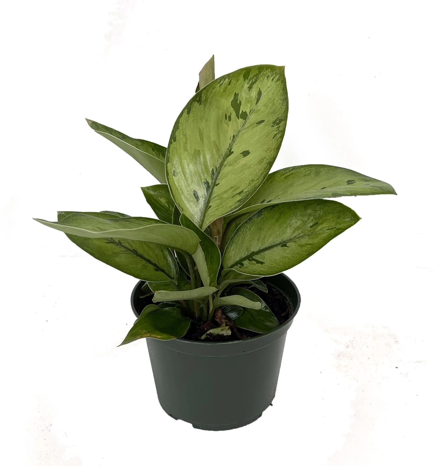 Selby Queen Of Hearts Plant - Homalomena - Collector's Series - 6" Pot