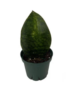 Shark Fin Snake Plant - Whale Fin - Sanseveria Masoniana - 4" Pot - Collector's