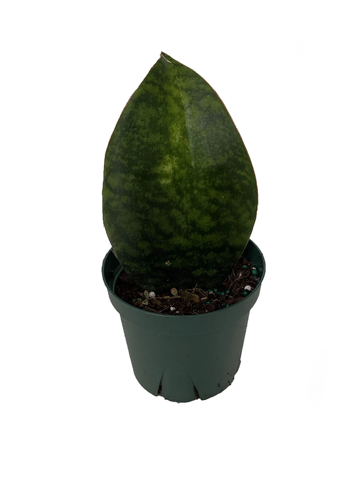 Shark Fin Snake Plant - Whale Fin - Sanseveria Masoniana - 5" Pot - Collector's