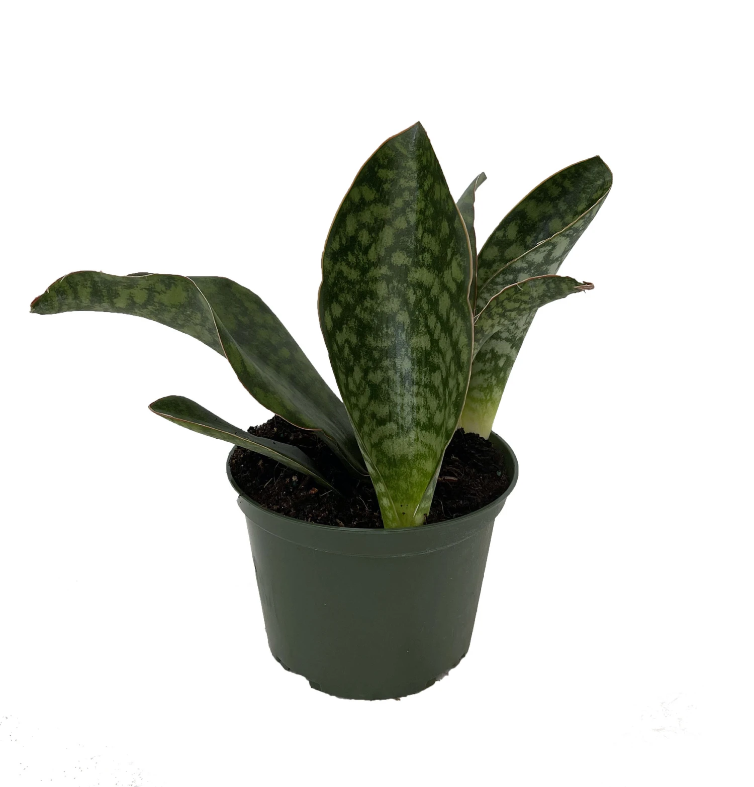 Shark Fin Snake Plant - Whale Fin - Sanseveria Masoniana - 6" Pot - Collector's - Image 2