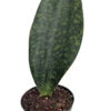 Shark Fin Snake Plant - Whale Fin - Sanseveria Masoniana - 6" Pot - Collector's