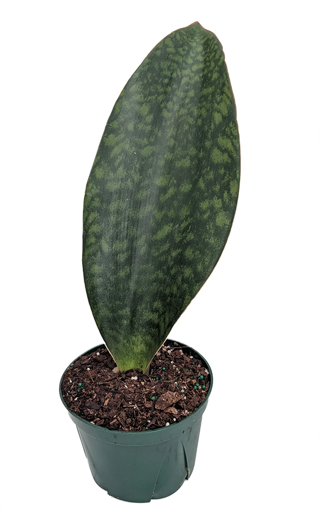Shark Fin Snake Plant - Whale Fin - Sanseveria Masoniana - 6" Pot - Collector's