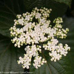 Shiny Dancer™ Viburnum - 4" Pot - Proven Winners