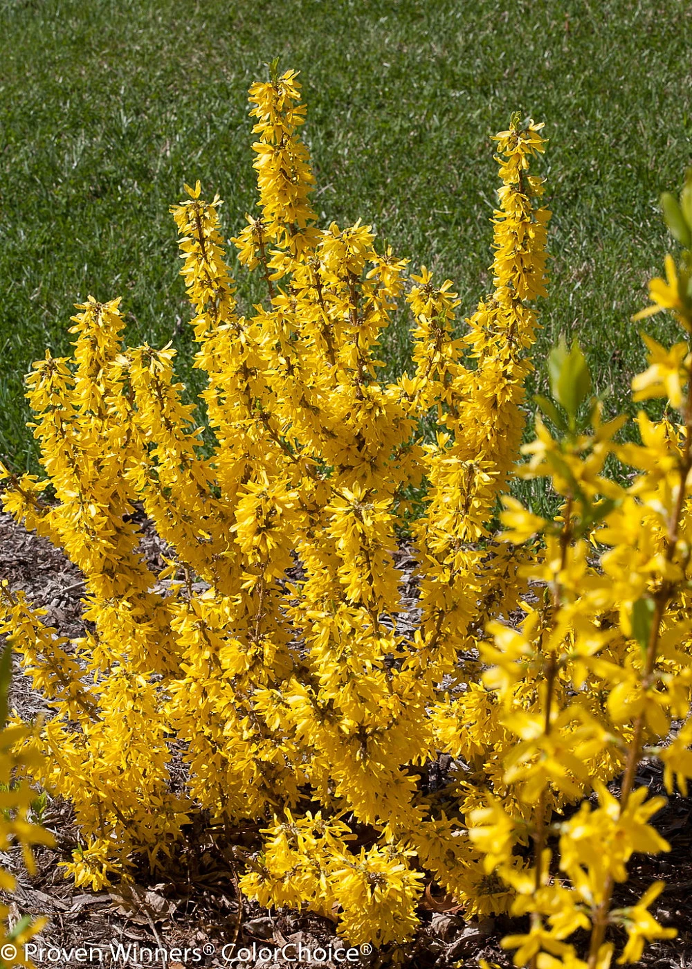 Show Off Sugar Baby® Forsythia 'Ninbus' PPAF - Compact - 4" Pot - Proven Winners