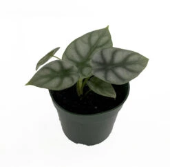 Silver Dragon African Mask Plant - Alocasia - Houseplant - 4" Pot