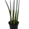 Make-Upz Glitter Silver Bamboo Shoots Snake Plant - Sansevieria - 6" Pot