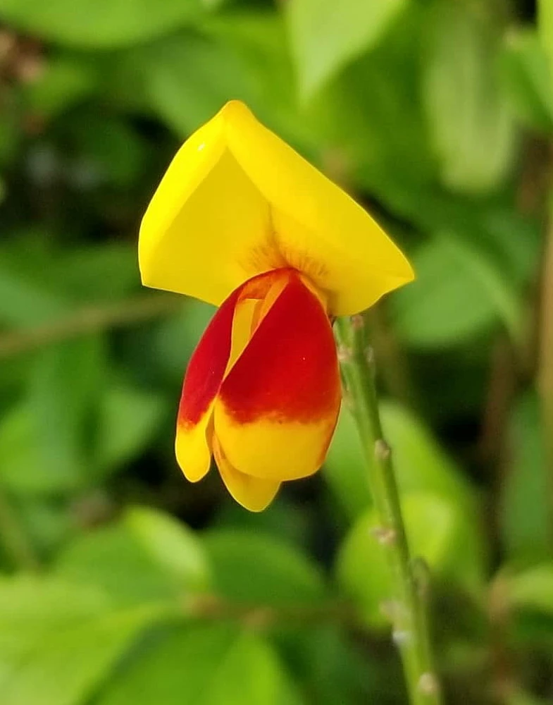 Sister Disco® Scotch Broom - 4" Pot - Cytisus - Proven Winners