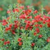 Sister Redhead® Scotch Broom - 4" Pot - Cytisus - Proven Winners