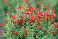 Sister Redhead® Scotch Broom - 4" Pot - Cytisus - Proven Winners