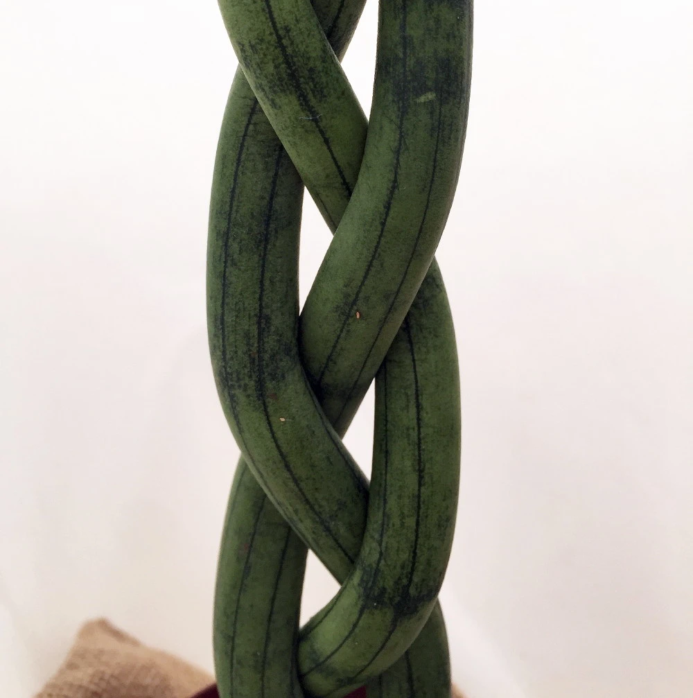 'Snake In A Bag' Braided Snake Plant - Sanseveria - 4" Pot Plus Burlap Bag - Image 4