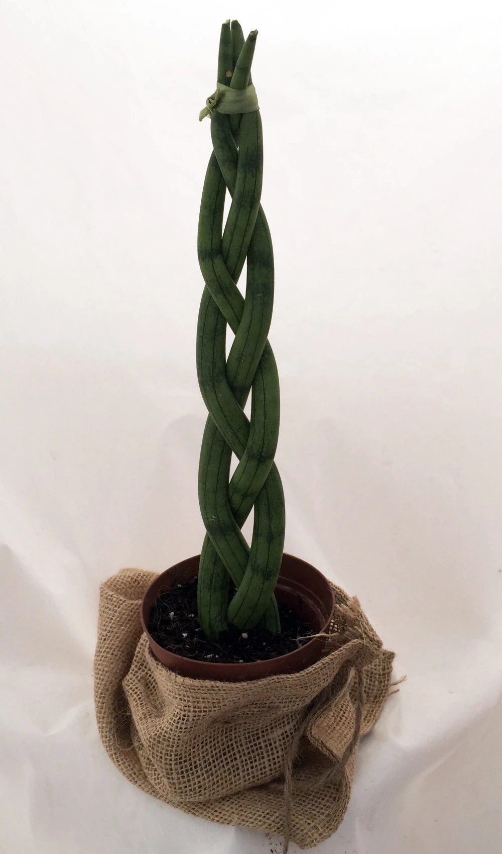 'Snake In A Bag' Braided Snake Plant - Sanseveria - 4" Pot Plus Burlap Bag - Image 3