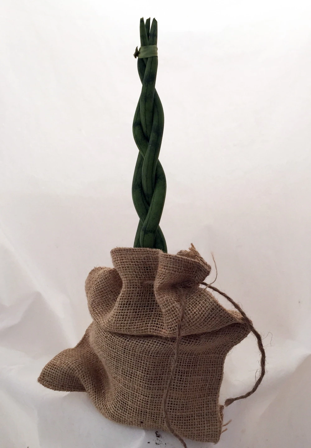 'Snake In A Bag' Braided Snake Plant - Sanseveria - 4" Pot Plus Burlap Bag - Image 2