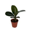 Sofia Rubber Tree - Ficus Elastica - 4" Pot