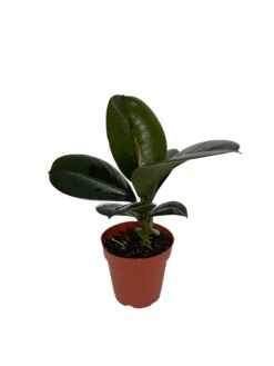 Sofia Rubber Tree - Ficus Elastica - 4" Pot