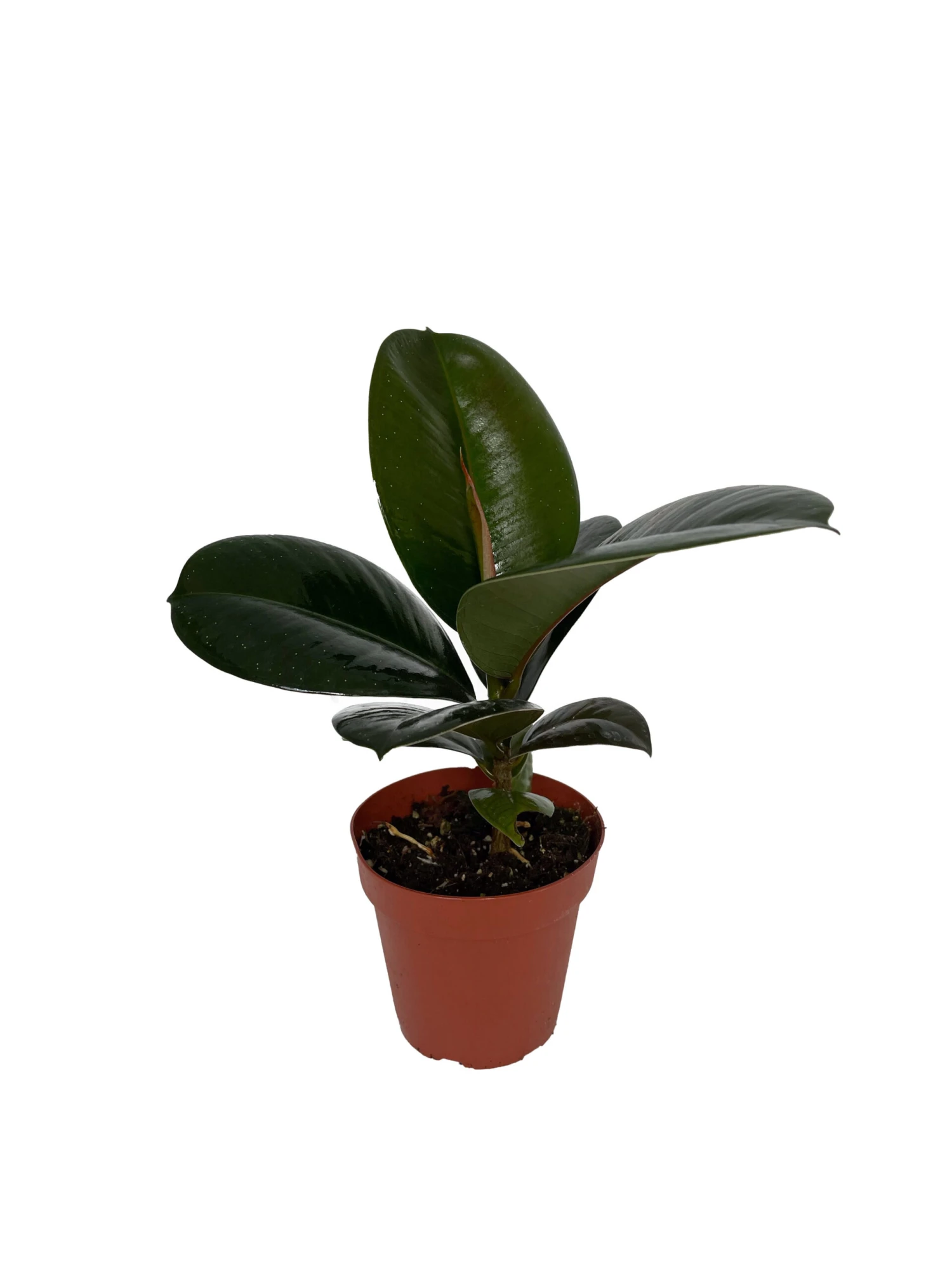 Sofia Rubber Tree - Ficus Elastica - 4" Pot