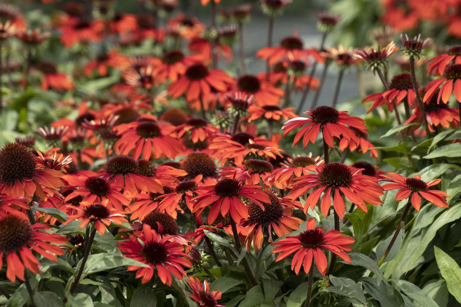 Sombrero™ Sangrita Coneflower Perennial - Echinacea - Gallon Pot - Image 2