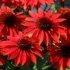 Sombrero™ Sangrita Coneflower Perennial - Echinacea - Gallon Pot