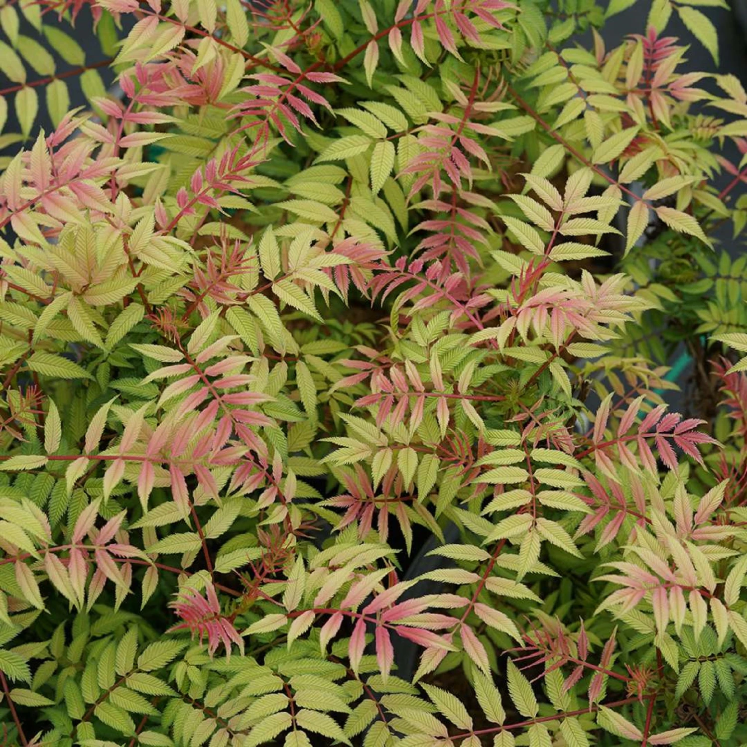Mr. Mustardâ„¢ - False Spiraea - Sobaria Sorbifolia - Proven Winners - 4" Pot - Image 2