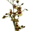 Space Race CoCo Orchid - Oncidium Hybrid - 4" Pot - Collector Orchids