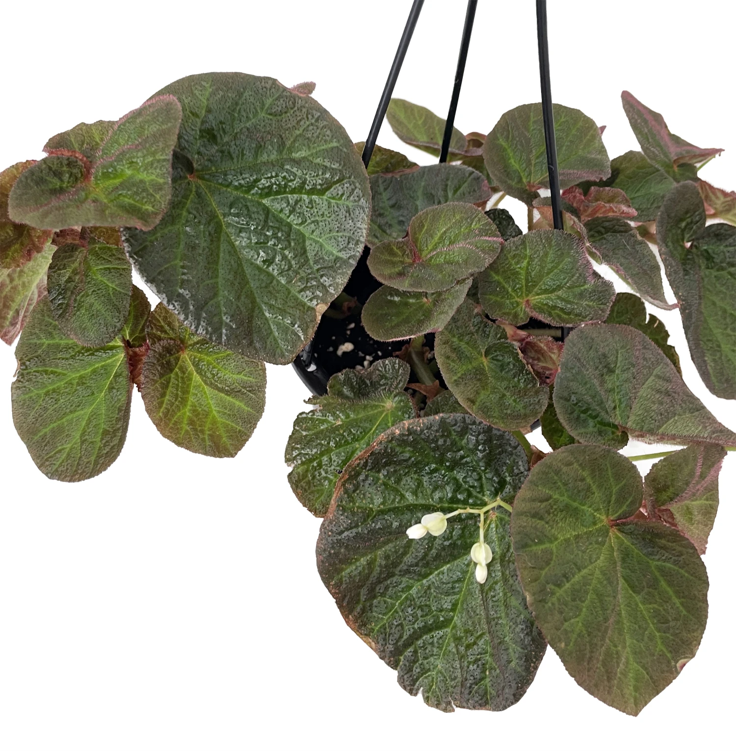 Brazilian Species Begonia Plant - 4.5" Black Hanging Basket - Image 2