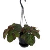 Brazilian Species Begonia Plant - 4.5" Black Hanging Basket